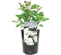 GardenersDream Happy Valentine's Day Rose Plant - Live Valentine Rose with White Blooms - Romantic Living Gift with Personalized Card - Long-Lasting Alternative to Cut Flowers (White, 20-25cm Height)