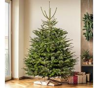 GardenersDream Nordmann Fir Fresh Cut Christmas Tree - Real Live Fresh Seasonal Xmas Tree (5ft, 150cm) (Delivery Week 3: 8th - 12th DEC)