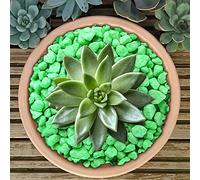 GardenersDream Premium Fluorescent Plant Pot Garden Gravel - Fluorescent Stones for Decoration (Green, 20kg)