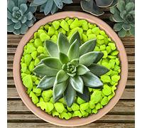 GardenersDream Premium Fluorescent Plant Pot Garden Gravel - Fluorescent Stones for Decoration (Yellow, 20kg)