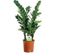 GardenersDream Zamioculca Zamiifolia - Live Air Purifying Indoor Plants for Home and Office (30-40 cm)