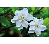 Gardenia Crown Jewels Plant in 9cm Pot: Three