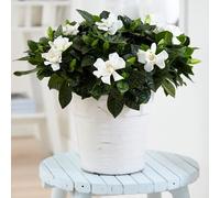 Gardenia jasminoides Gardenia Jasmine 25cm Plant Houseplant 13cm Pot Primrose Green One Size