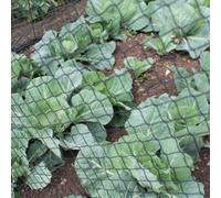 Gardening Naturally Black Bird Netting 6M X 10M - Pack