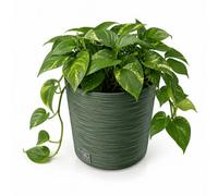 Gardening Naturally Fora Green Round Plant Pot 30Cm With Removable Insert For Indoor And Outdoor Plants