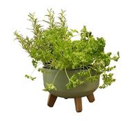 Gardening Naturally Indoor Plant Pot Zinnia Stylish and Durable Planter for Houseplants (Low Pot 24cm - Green)