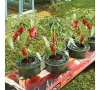 Gardening Naturally Strawberries, Chillies And Herb Mini Growpots Pack Of 3