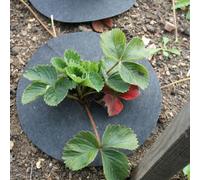 Gardening Naturally Strawberry Mats Collars With Copper - Small - (Pack Of 20)