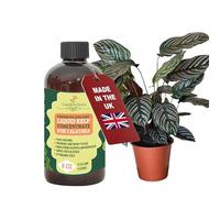 GARDENNOVA Premium Organic Seaweed & Kelp Superfood for CALATHEA Plants - 8 oz - Liquid Kelp Fertilizer Concentrate (Makes 25 Litres)