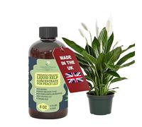 GARDENNOVA Premium Organic Seaweed & Kelp Superfood for Peace Lily Plants - 8 oz - Liquid Kelp Fertilizer Concentrate (Makes 25 Litres)
