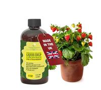 GARDENNOVA Premium Organic Seaweed & Kelp Superfood for Strawberry - 8 oz - Liquid Kelp Fertilizer (Makes 25 Litres)