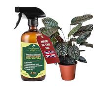 GARDENNOVA Professional Organic Liquid Kelp Spray for CALATHEA Plants - 8 oz - Ready-to-Use Fully Organic Seaweed & Kelp Fertilizer Mist