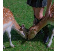 GARDENS - FLAWS [VINYL]