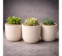 GardenSkill Indoor Plant Pot 10cm / 4", Mocha | Small Scandi Style Modern Planter with Drip Tray with Textured Matte Finish | Flowerpot for Succulents Herbs Cactus Houseplants
