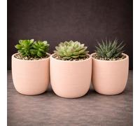 GardenSkill Indoor Plant Pot 10cm / 4", Pale Clay | Small Scandi Style Modern Planter + Drip Tray with Textured Matte Finish | Flowerpot for Succulents Herbs Cactus Houseplants (3, 10cm)