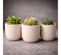 GardenSkill Scandi Style Indoor Plant Pot 12.5Cm, Mocha, Pack 3, Small Flowerpot Planter With Drip Tray For Succulent Herb Cactus Home Decor