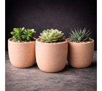 GardenSkill Scandi Style Indoor Plant Pot 12.5Cm, Pale Clay, Pack 3, Small Flowerpot Planter & Drip Tray For Succulents Herb Cactus Home Decor