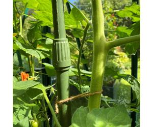 GardenSkill Telescopic Extendable Tomato, Cucumber & Climbing Plant Support Stakes - Heavy Duty Rods, Pk 12