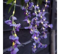 Gardenwize Solar Powered LED Hanging Flower Lights - Purple Wisteria Design, IP44 Waterproof Outdoor Decorative Garden, Fence & Porch Lights, Wind Resistant, Automatic Night Lighting