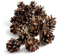 GARDIGO® Pine Cones - Approx. 80 Pieces | Filling Material for Insect Hotel | Natural Cones for Christmas & Autumn Craft Decoration | Xmas Wreath & Tree Ornament Supplies