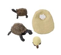 GARIOUANS 1set Tortoise Growth Stage Model Realistic Animal Evolution Toy for Early Education Fun Learning Tool to Imagination and Curiosity Boys and Girls