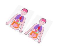 GARIOUANS 2 Sets DIY Human Torso Model Teaching Aids for Cognitive Organs for Preschool Science Creative Hand-eye Coordination Development Educational Anatomy Puzzle Kit