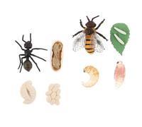 GARIOUANS 2sets Simulated Bee and Ant Growth Cycle Models Educational Cognitive Toys for Boys and Girls Realistic Insect Decor for Learning Biology for Home and Party Fun