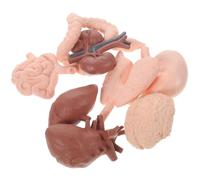 GARIOUANS 8pcs Human Organ Anatomy Model Set Brain Heart Intestine Kidney Teaching Props Educational Science for Medical Students Classroom Learning