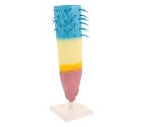 GARIOUANS Realistic Corn Root Anatomical Model Educational Display Tool for Biology Teaching Lightweight Portable Plant Root Section for Classroom and Science Experiments