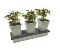 Garland Products Ltd Garland Self Watering Triogrow Planter