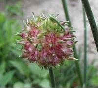 Garlic 30ml Dosage Flower Essence Prepared from FES Stock essences