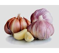 Garlic Bulb (3 Pack), Fresh Siberian HARDNECK Garlic Bulb for Planting and Growing Your OWN Garlic OR Eating, Purple