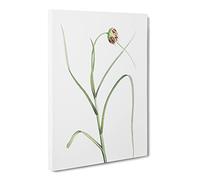 Garlic Flower In Bloom By Pierre Joseph Redoute Canvas Print | Gallery Wrapped 30mm Frame Wall Art | 20x14 inches | Ready to Hang | Retro Floral Picture | Living Room Bedroom Lounge Office