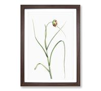 Garlic Flower in Bloom by Pierre-Joseph Redoute Framed Print | A2 Walnut Framed Wall Art | Ready to Hang | Modern Floral Picture | Living Room Bedroom Lounge Office