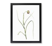 Garlic Flower In Bloom By Pierre Joseph Redoute Vintage Framed Print | A3 Black Framed Wall Art | Ready to Hang | Classic Floral Picture | Living Room Bedroom Lounge Office