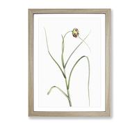 Garlic Flower In Bloom By Pierre Joseph Redoute Vintage Framed Print | A4 Oak Framed Wall Art | Ready to Hang | Classic Floral Picture | Living Room Bedroom Lounge Office