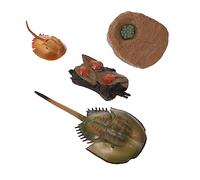 Garneck 1 Set Horseshoe Crab Growth Cycle Model Educational Craft for Realistic Life Cycle Figure Nature Cognition Tool for Schools Museums Fun Display