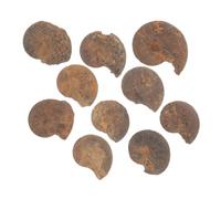 Garneck 10pcs Natural Ammonite Models for Educational Specimens Paleontology Decor Collectibles for Home Office Display