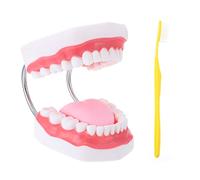 Garneck 1pc Educational Teeth Model with Toothbrush Oral Cavity Teaching Plaything for Boys and and Safe Practice Tool