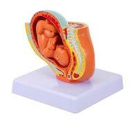 Garneck 1Pc Female Uterus Embryo Model Nine Month Uterine Fetus Structure for Teaching Female Anatomy Pregnancy Model Learning Tool for Students and Educators