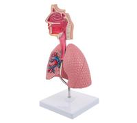 Garneck 1Pc Human Respiratory Lung Teaching Model Anatomical Display Tool for Education Creative Design Material for Biology Classrooms and Medical Demonstrations