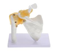 Garneck 1Pc Shoulder Joint Model Anatomical Skeleton for Education Teaching Tool for Hospitals and Schools Human Body Anatomy Study Model