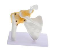 Garneck 1Pc Shoulder Joint Model with Ligaments Anatomical Skeleton Teaching Tool for Material for Schools and Hospitals Human Body Model for Learning