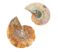 Garneck 2pcs Ammonite Specimens Paleontology Simulation Models Educational Science Ornaments for Adults and Desktop Decoration and Teaching Supplies