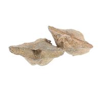 Garneck 2pcs Natural Shell Specimen Set Spirifer Shell Specimen for Educational Use and Home Decor Authentic Marine Teaching Supplies