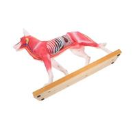 Garneck Canine Acupuncture Point Model for Veterinary Teaching Highly Detailed Dog Body Anatomy Model with Acupuncture Points for Medical School and Hospital Use