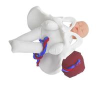 Garneck Childbirth Education Pelvic Model with Realistic Infant, Umbilical Cord, and Placenta - Female Pelvis Anatomy Teaching Model for Midwifery Training and Pregnancy Demonstration,
