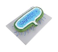 Garneck Enlarged Animal Cell Model Educational for Classroom Demonstrations Interactive with Accurate Organelle Details Biology Teaching Supplies for Student Science Projects