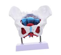 Garneck Female Pelvis Model with Pelvic Floor Muscles PVC Anatomical Pelvic Muscle Model for Medical Teaching and Learning for Anatomy Classroom and Office Use