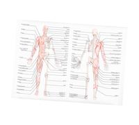 Garneck Human Dissection Poster Educational Anatomy Wall Chart for School Classroom Muscle and Skeleton Illustration Silk Cloth Material